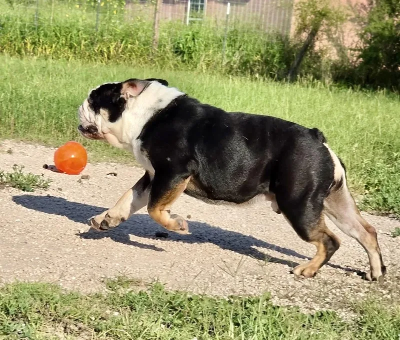 An adult medium-sized male Tricolor (Brown, Black, & White) English Bulldog dog named Billy for adoption in Mcallen, TX