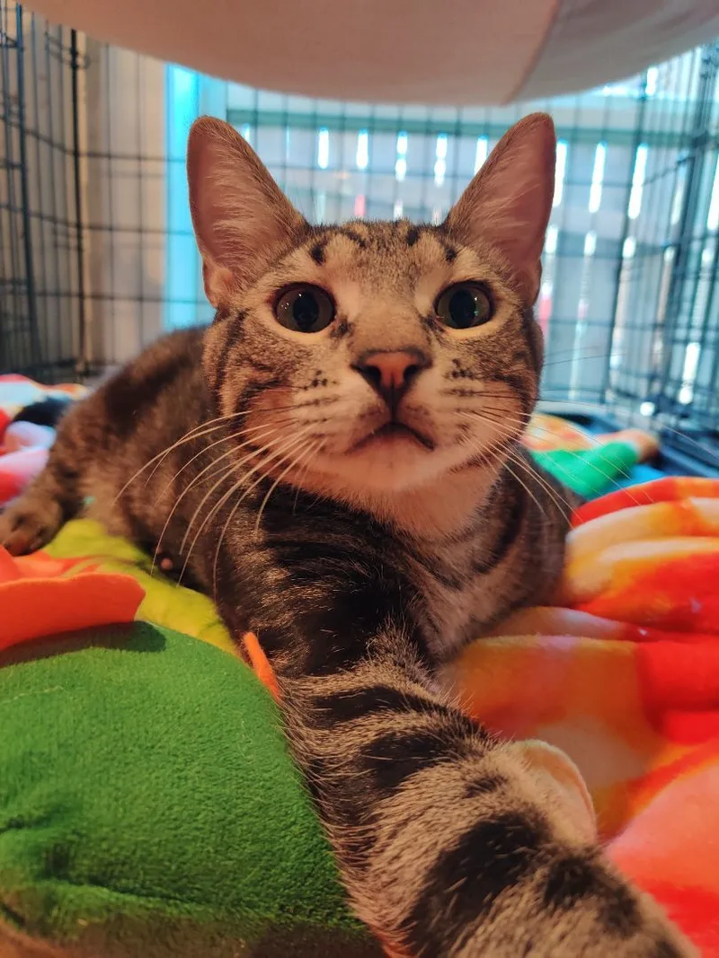 A young medium-sized male Tabby (Buff / Tan / Fawn) Tabby cat named Milo for adoption in Kansas City, MO