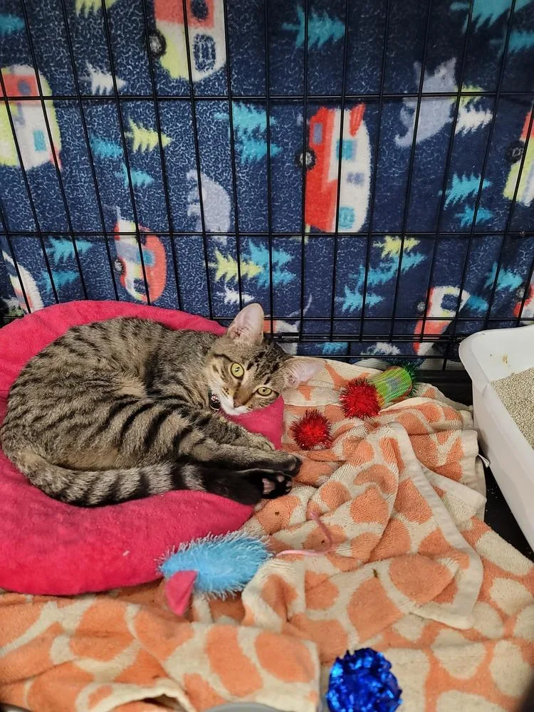 A baby small-sized female Domestic Short Hair cat named Zero for adoption in Fort Walton Beach, FL