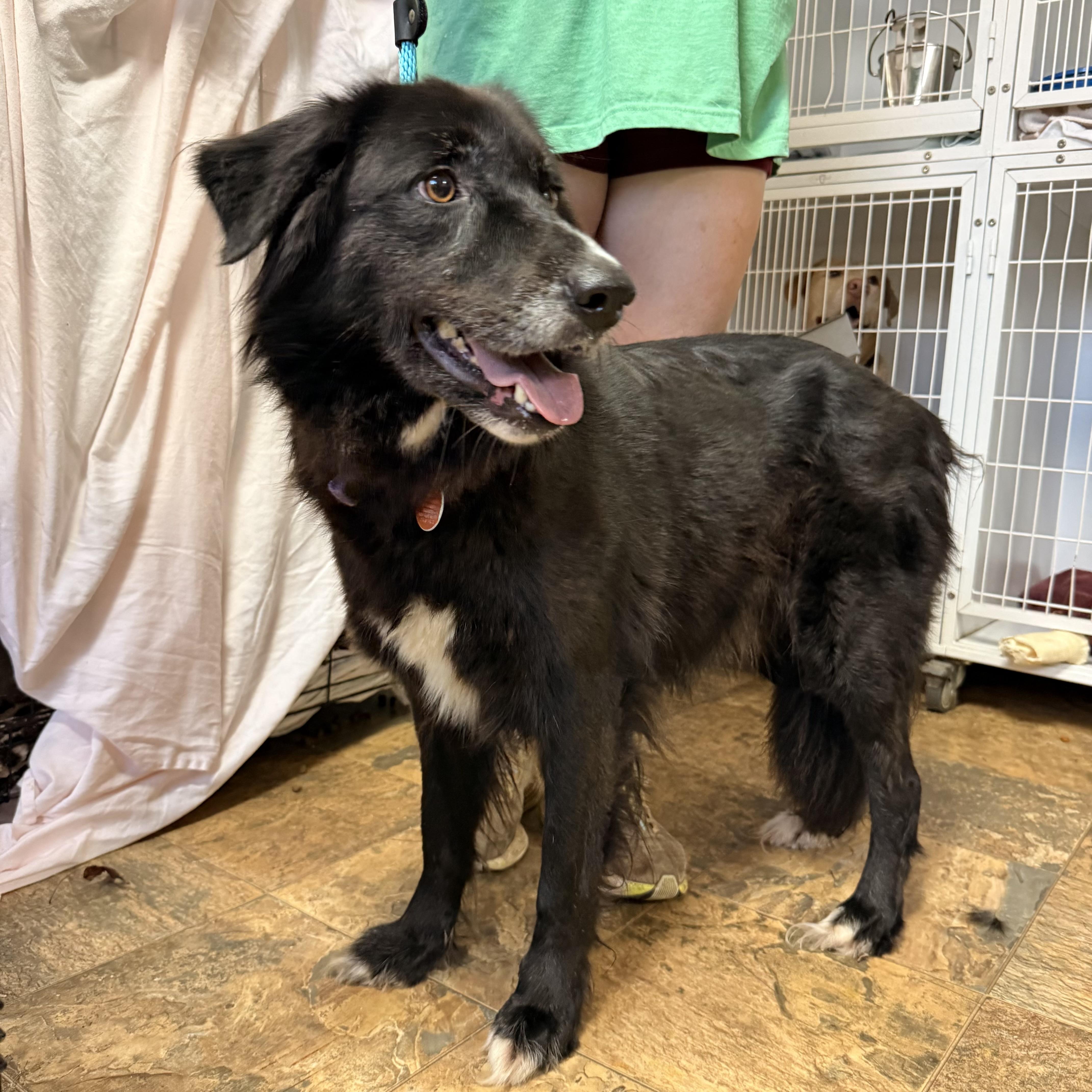 An adult large-sized female Great Pyrenees dog named Shade for adoption in Columbia, SC