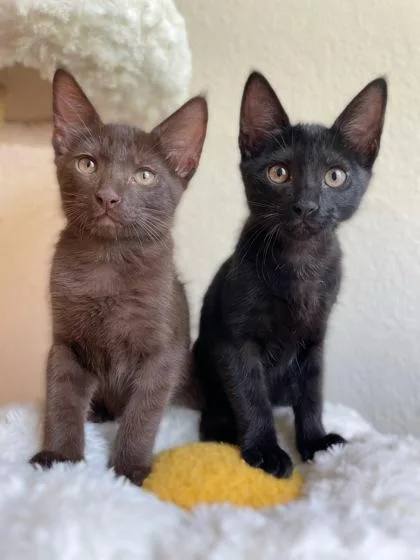 A baby small-sized female Domestic Short Hair cat named Teddy for adoption in Fort Worth, TX