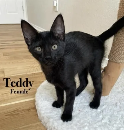 Teddy thumbnail 3