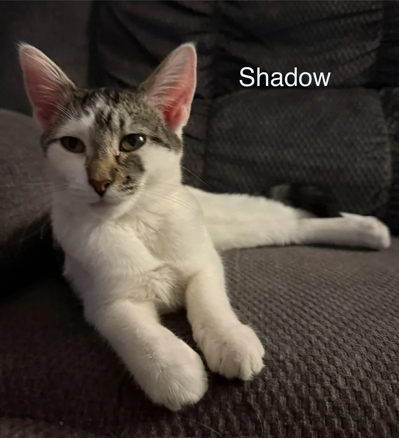 Shadow