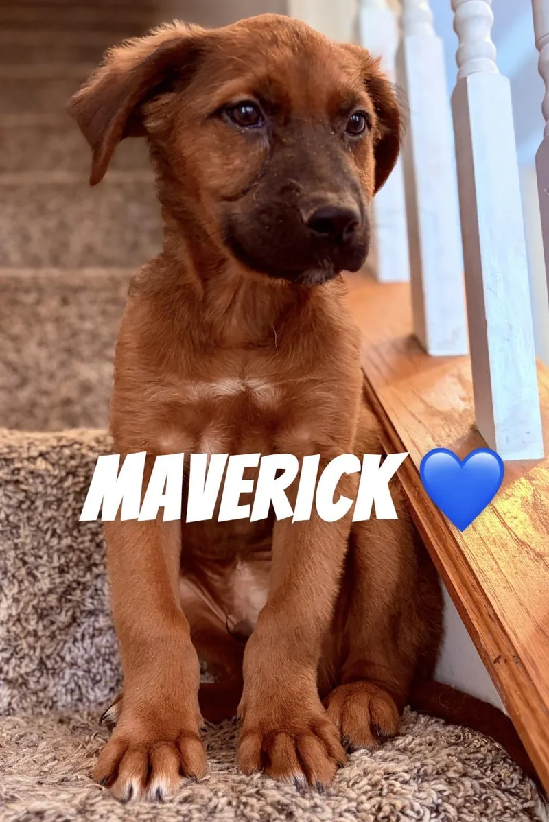 A baby large-sized male German Shepherd Dog dog named Maverick for adoption in Felton, PA