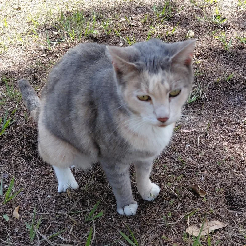 An adult medium-sized female Calico Domestic Short Hair cat named Kona for adoption in Jupiter, FL