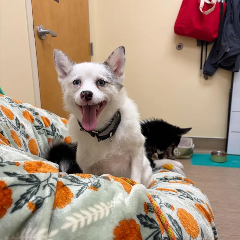 An adult small-sized female Husky dog named Denali for adoption in Bedford, NH