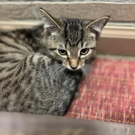 A baby small-sized female Brown / Chocolate Domestic Short Hair cat named Dolly Purrton for adoption in Davenport, IA