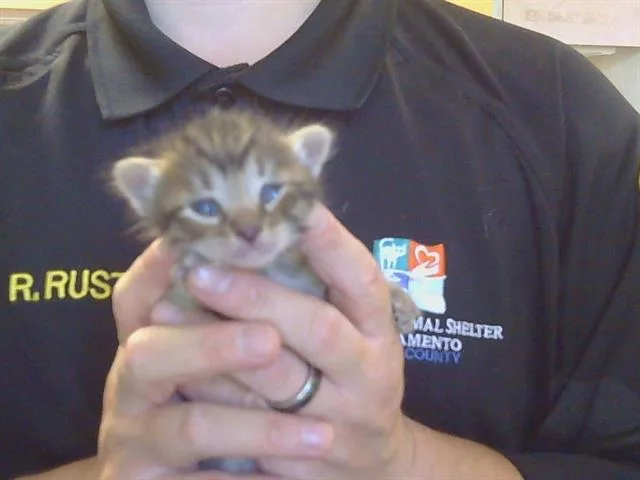A baby small-sized female Domestic Medium Hair cat named Mary Ann for adoption in Sacramento, CA