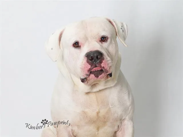 An adult large-sized male American Bulldog dog named Herbert for adoption in Omaha, NE