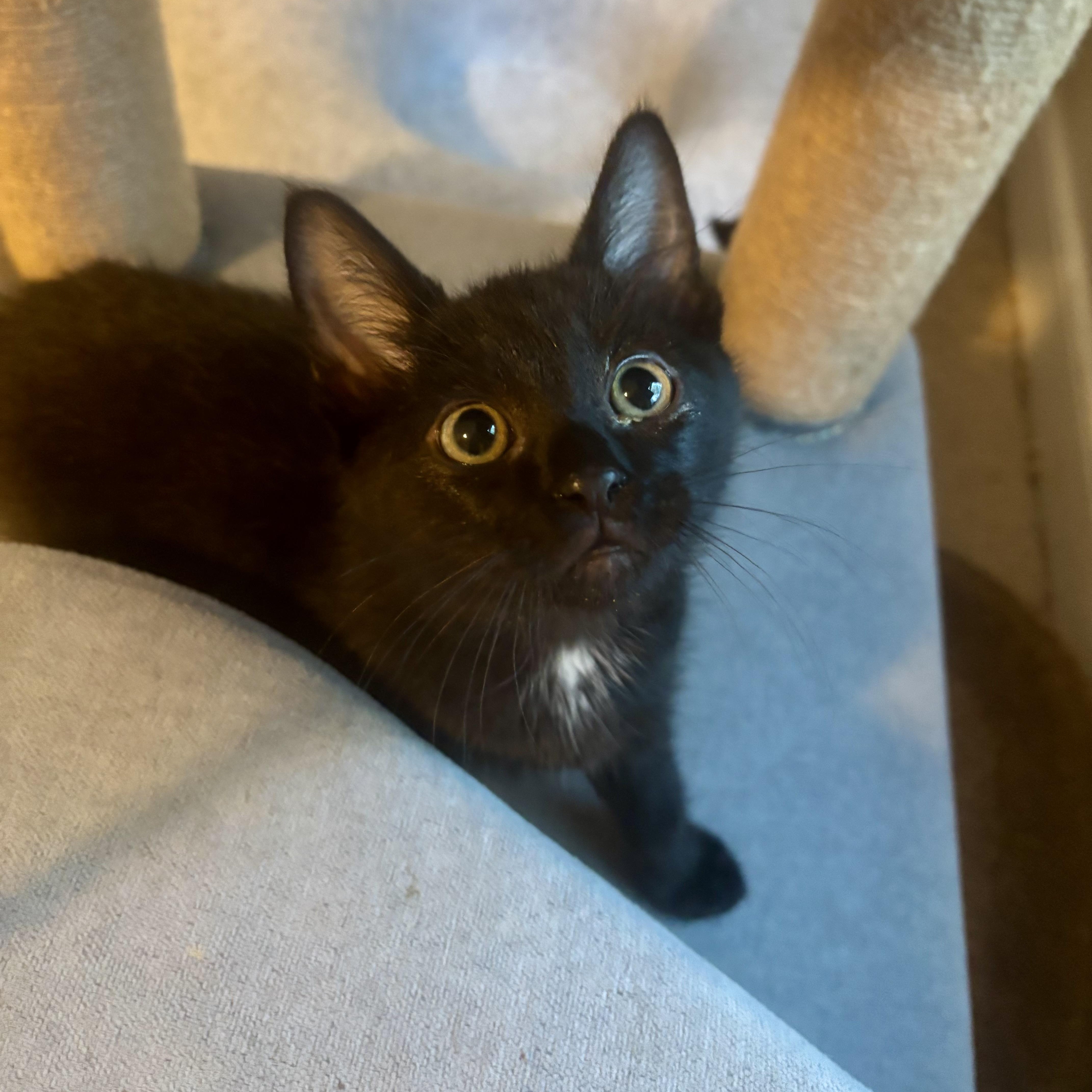 A baby medium-sized female Black Domestic Short Hair cat named Bellflower for adoption in Richmond, VA