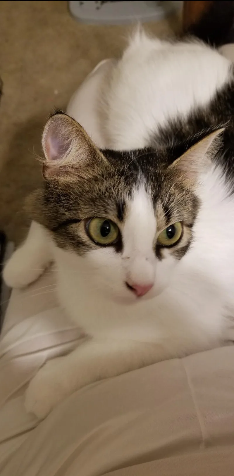 Lacey Jo thumbnail 2