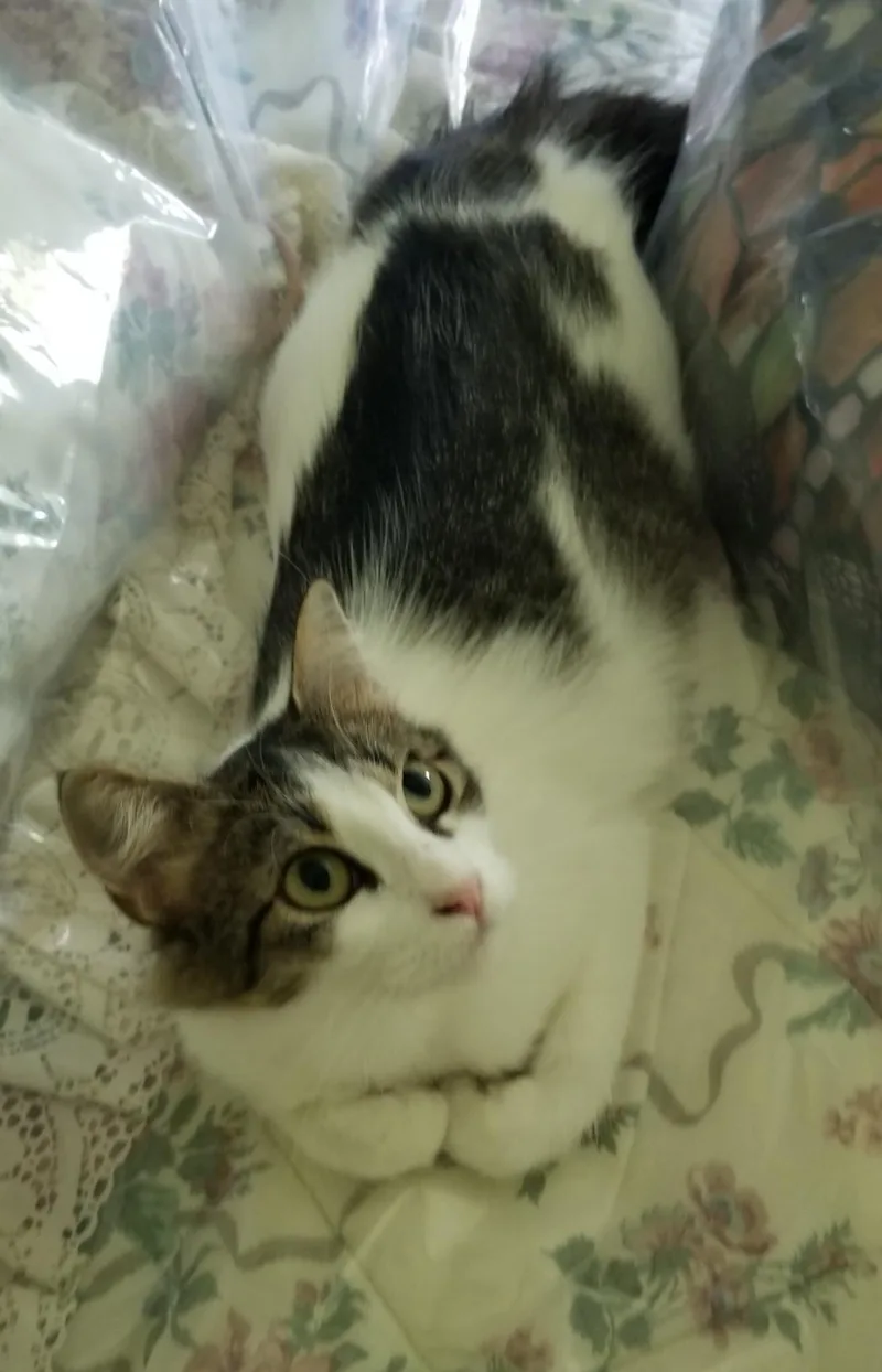 Lacey Jo thumbnail 3