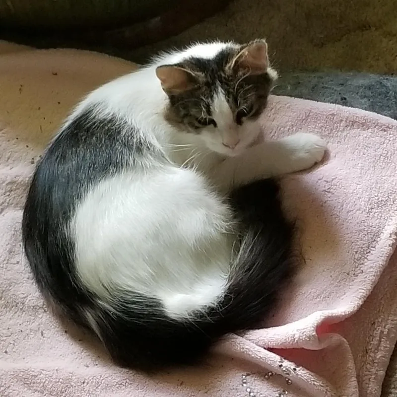 Lacey Jo thumbnail 4