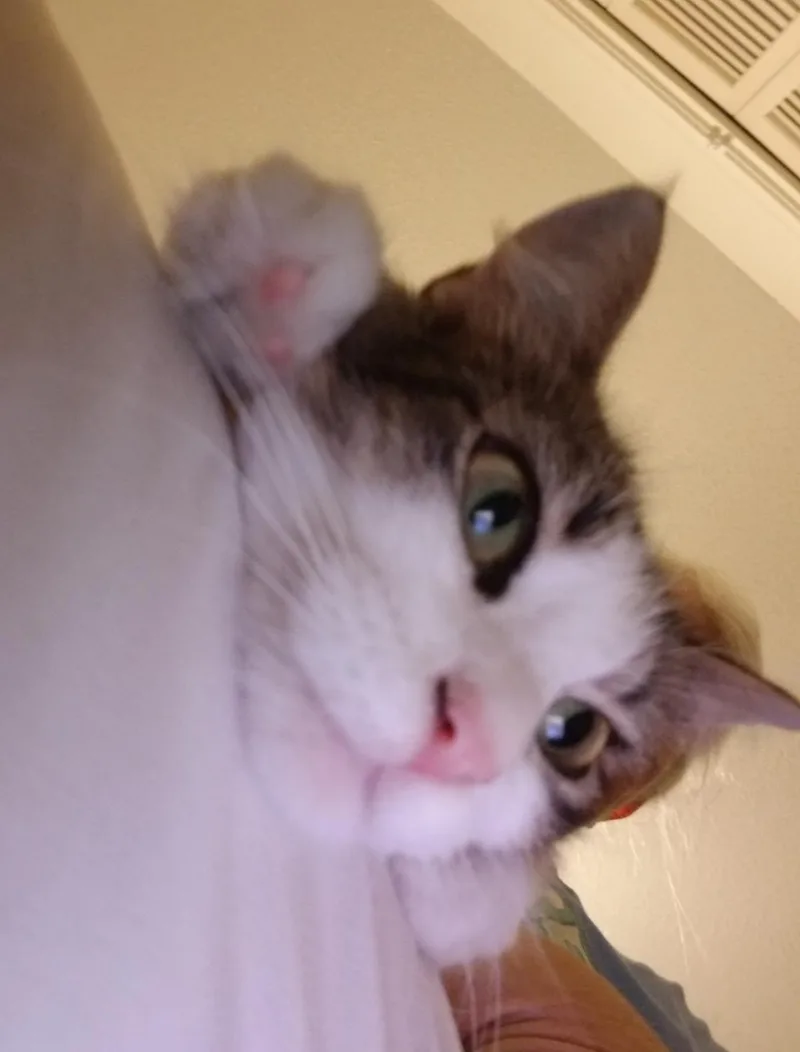 Lacey Jo thumbnail 5