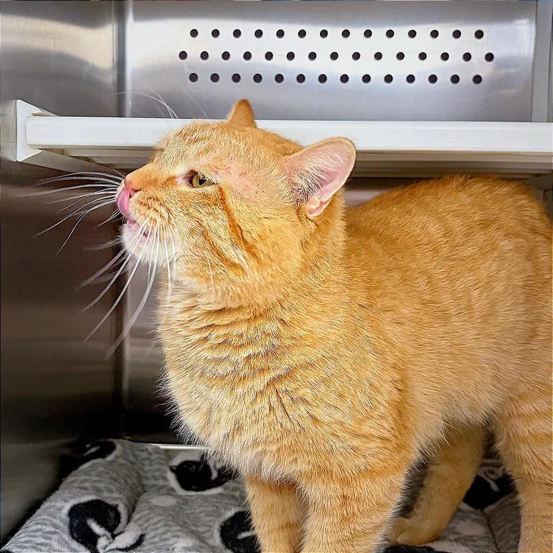 An adult small-sized male Orange / Red Domestic Short Hair cat named Teddy for adoption in Hannibal, MO