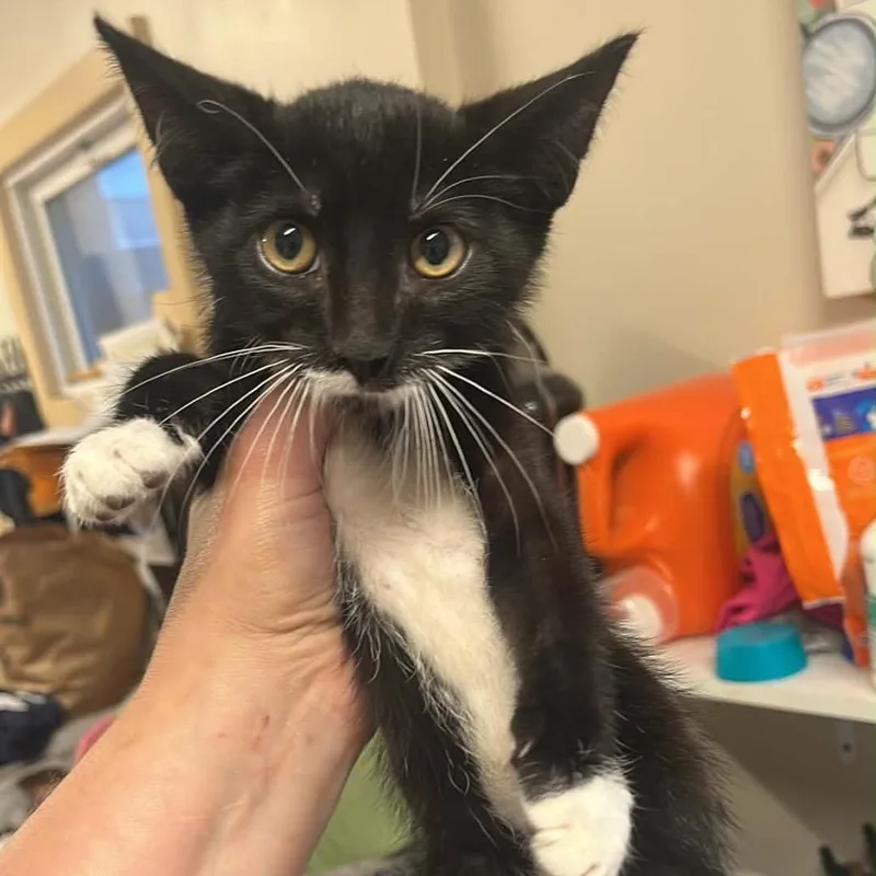 A baby small-sized male Black Domestic Short Hair cat named Lucky Charms for adoption in Pasadena , MD