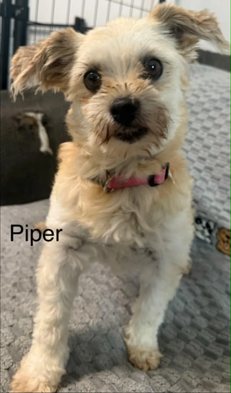 A senior small-sized female Apricot / Beige Shih poo dog named Piper for adoption in Hop Bottom, PA