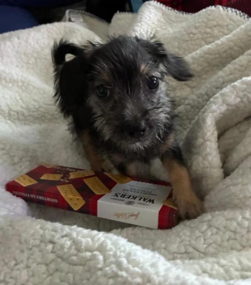 A baby small-sized male Black Yorkshire Terrier dog named Atlas for adoption in Lancaster, CA
