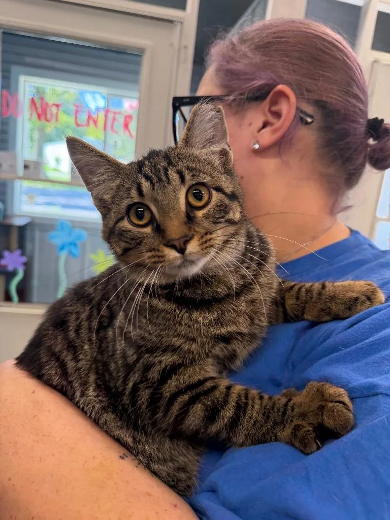 A baby medium-sized male Domestic Short Hair cat named Robin for adoption in Pierceton, IN