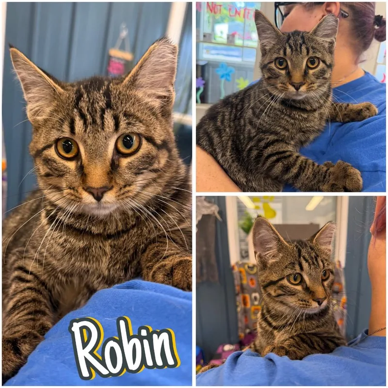 Robin thumbnail 4