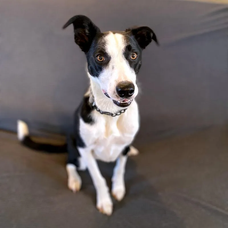 An adult small-sized female Border Collie dog named Marley fka Kerry for adoption in Green Bay, WI