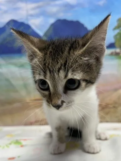 A young small-sized female Domestic Short Hair cat named Libby for adoption in San Antonio, TX