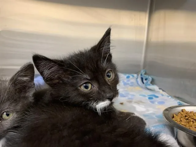 A baby small-sized male Domestic Short Hair cat named Orzo for adoption in Grand Prairie, TX