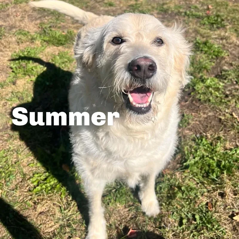 An adult small-sized female Mixed Breed dog named Summer for adoption in Escanaba, MI