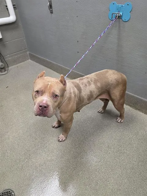An adult large-sized female Pit Bull Terrier dog named Mary Puppins for adoption in Las Vegas, NV
