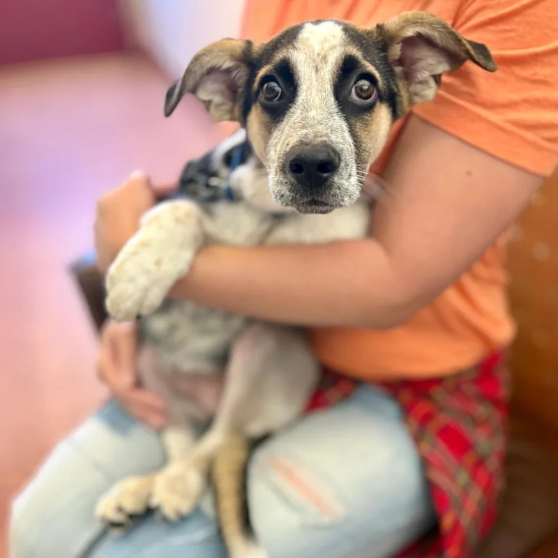 A baby medium-sized male Brown / Chocolate Mixed Breed dog named Henry for adoption in Glenwood Springs, CO