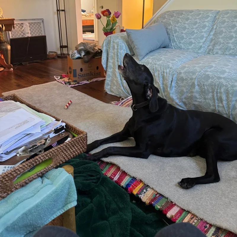 A senior medium-sized male Black Coonhound dog named Tyson for adoption in Royal Oak, MI