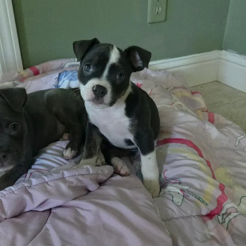 A baby small-sized female Gray / Blue / Silver Pit Bull Terrier dog named Niblet for adoption in Jackson, MO
