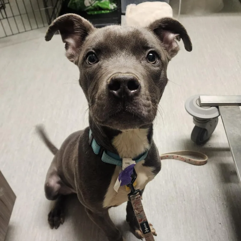 A young medium-sized male Gray / Blue / Silver Pit Bull Terrier dog named Sawyer for adoption in Columbia Station, OH
