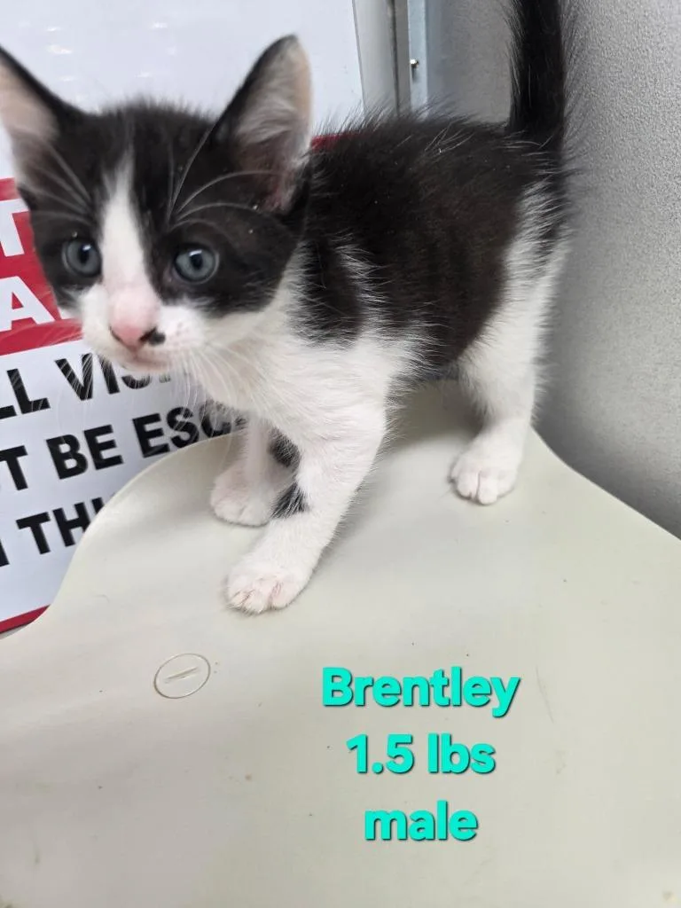 A baby medium-sized male Domestic Short Hair cat named Brentley for adoption in Camden, TN