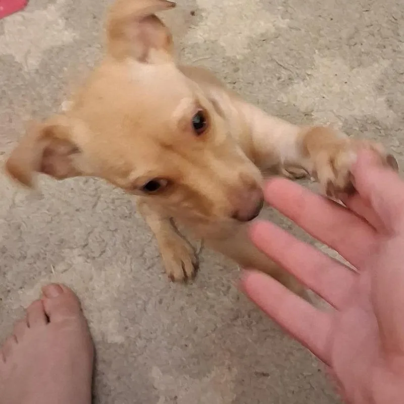 A baby small-sized male Yellow / Tan / Blond / Fawn Chihuahua dog named Duncan for adoption in Livingston, TX