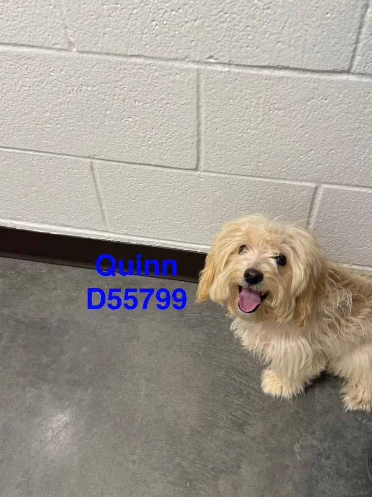 A young medium-sized female Shih Tzu dog named Quinn for adoption in Clarksville, TN