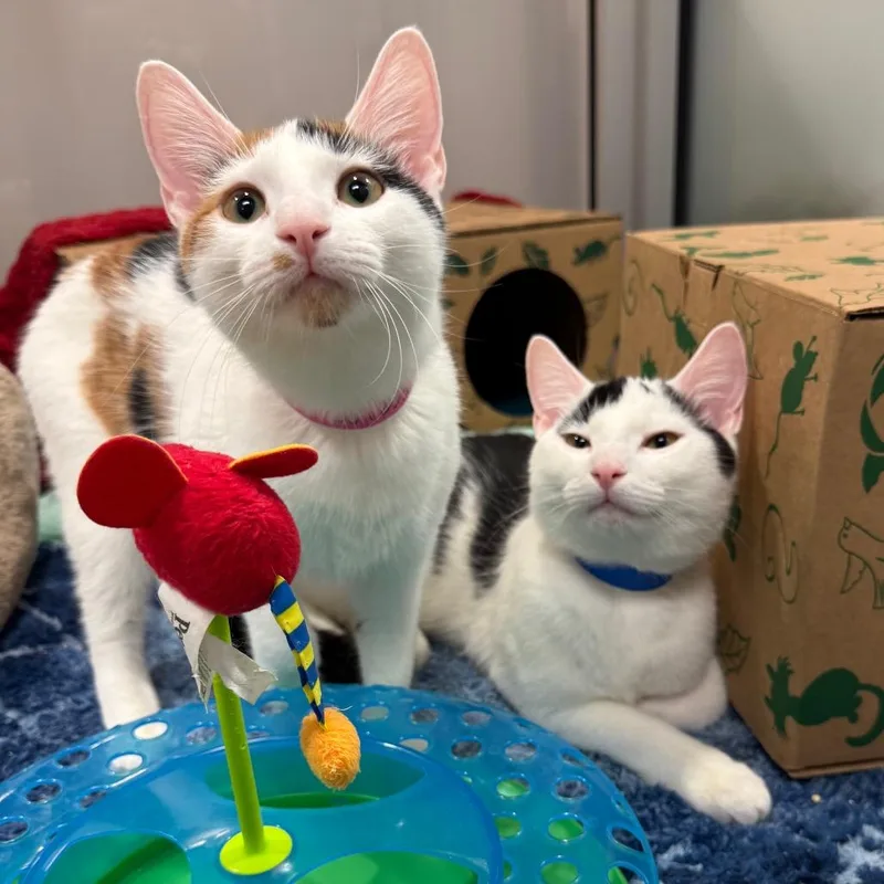 A young medium-sized female Domestic Short Hair cat named T. I. for adoption in Fairport, NY