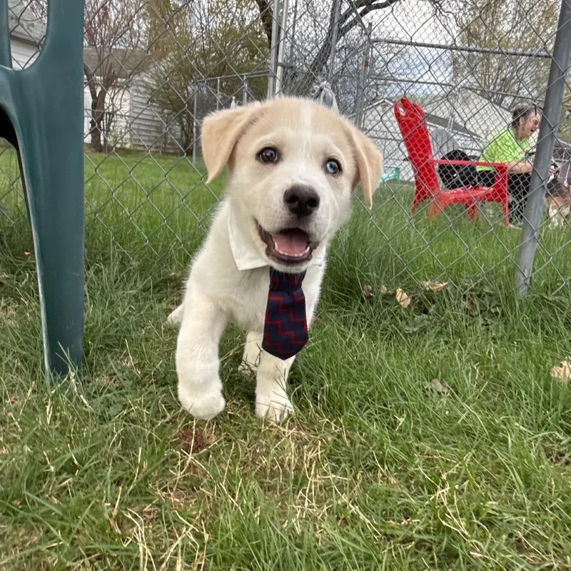 A baby medium-sized male Brown / Chocolate Mixed Breed dog named Chip for adoption in Fredericksburg, VA