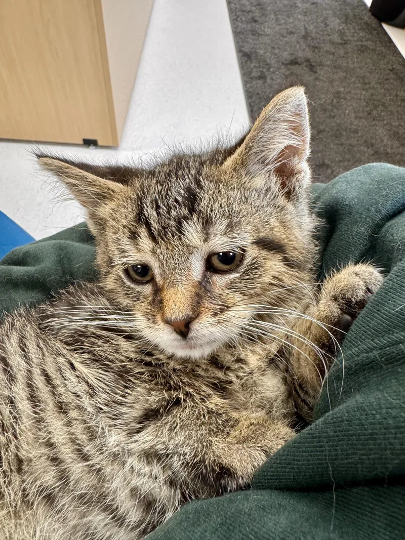 A young medium-sized male Tabby (Brown / Chocolate) American Shorthair cat named Kilowatt for adoption in Midland, MI