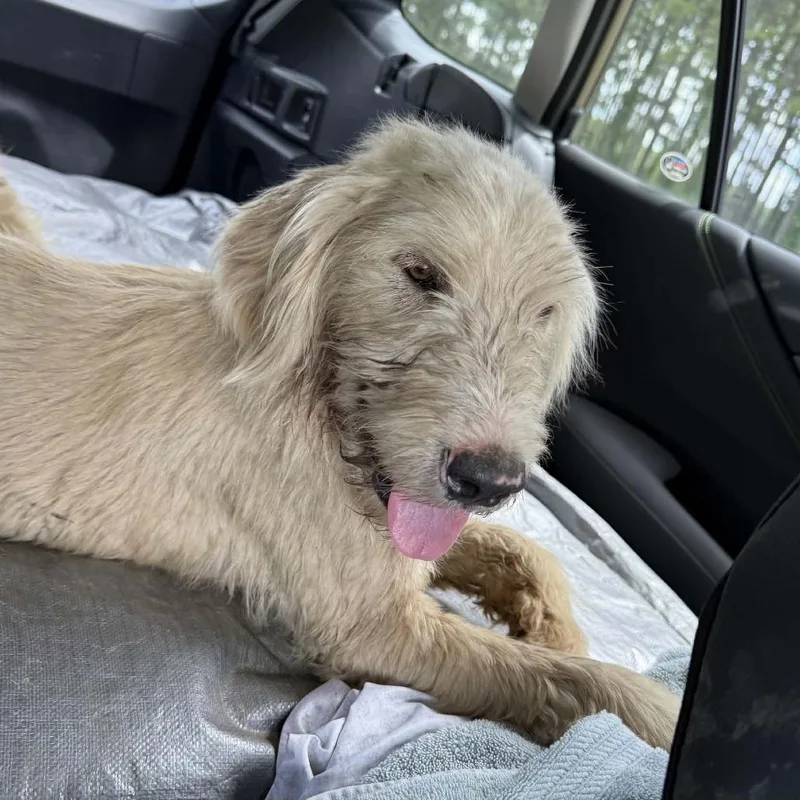 A baby medium-sized male Yellow / Tan / Blond / Fawn Poodle dog named Sunny for adoption in Montgomery, AL