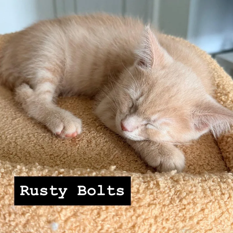 A baby small-sized male Buff / Tan / Fawn Domestic Medium Hair cat named Rustybolts for adoption in Fredericksburg, VA