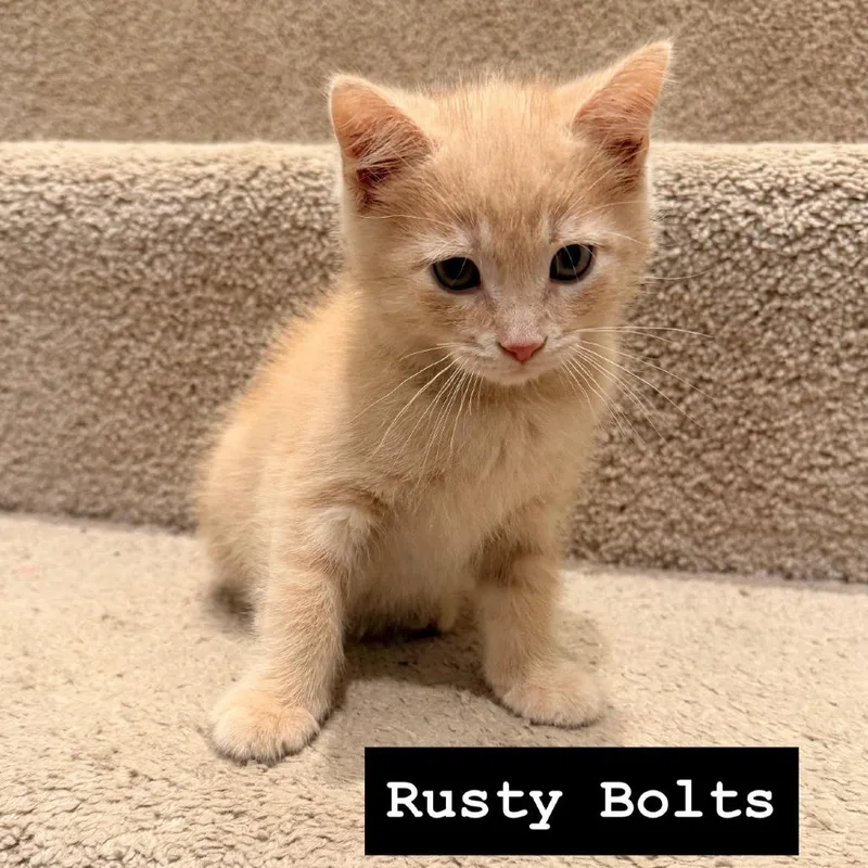 Rustybolts thumbnail 3