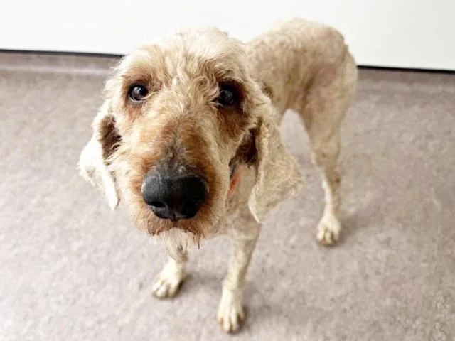 A young large-sized male Poodle dog named Winnie The Poodle for adoption in Saint Louis, MO