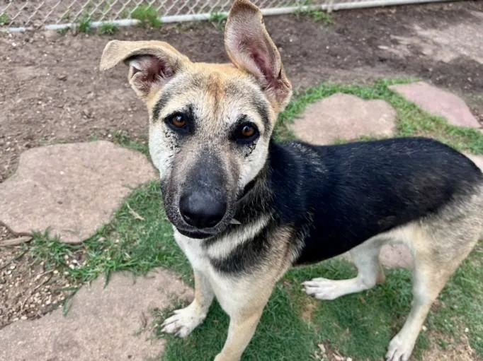 A young small-sized female German Shepherd Dog dog named Reign for adoption in Houston, TX