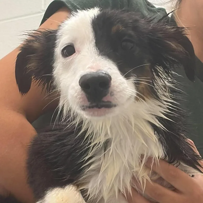 A baby medium-sized male Black Australian Shepherd dog named Wrangler for adoption in Alexandria, VA