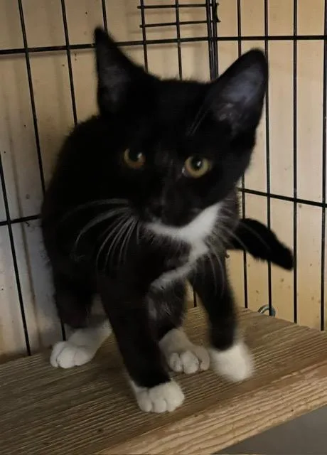 A baby small-sized male Domestic Short Hair cat named Frick for adoption in Camp Hill, PA