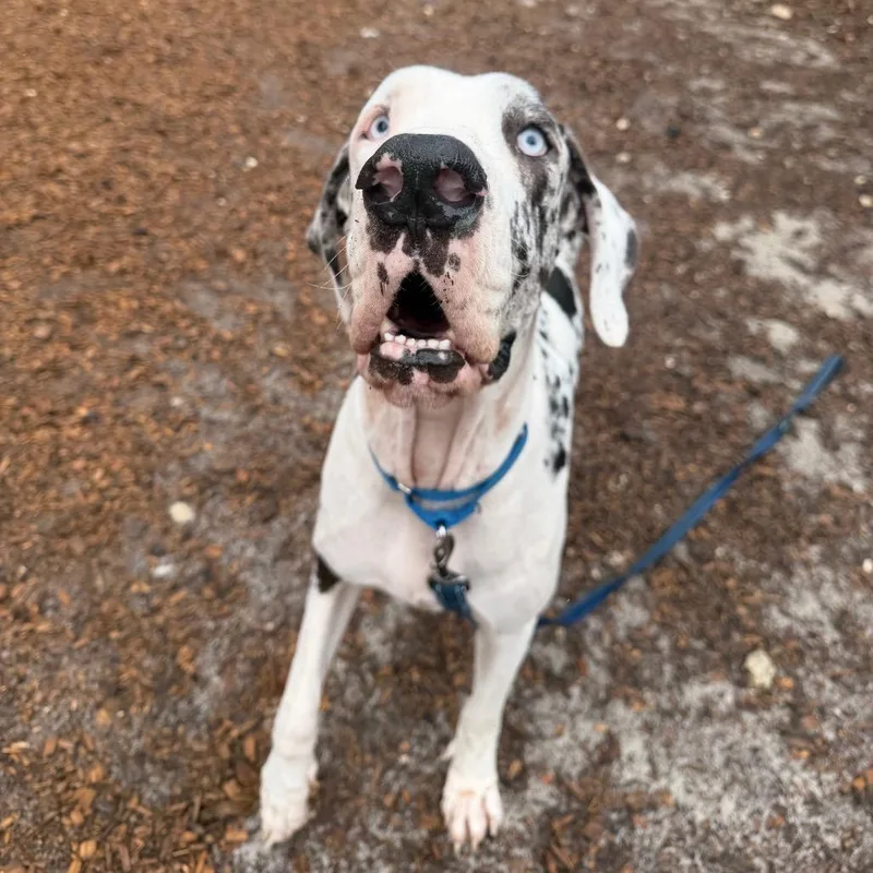 An adult extra large-sized female Mixed Breed dog named Dolly for adoption in Jacksonville, FL