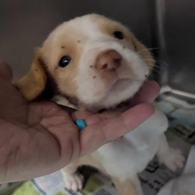 An adult medium-sized male Yellow / Tan / Blond / Fawn Hound dog named Artie for adoption in Jefferson city, TN