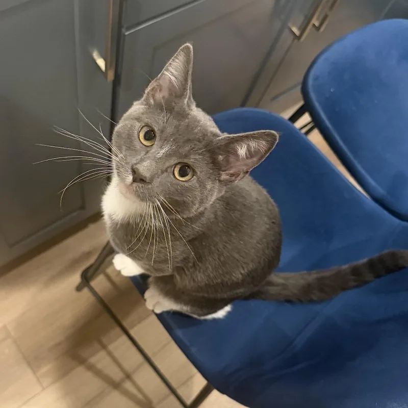 A baby medium-sized male Gray / Blue / Silver Domestic Short Hair cat named Pigwidgeon for adoption in Springfield, OR
