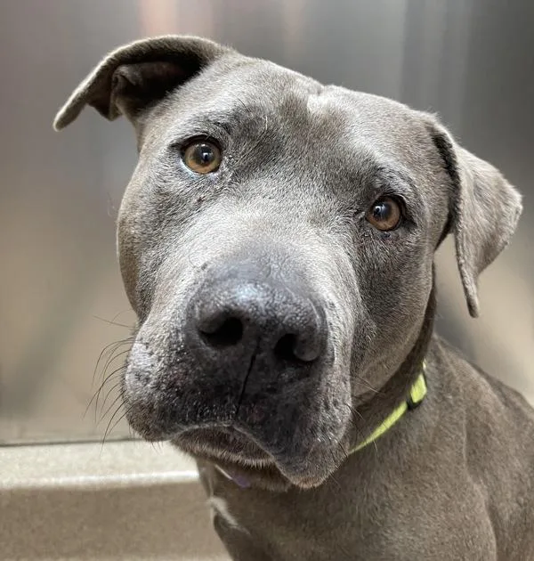 An adult large-sized male Pit Bull Terrier dog named Truck for adoption in Oakland, CA